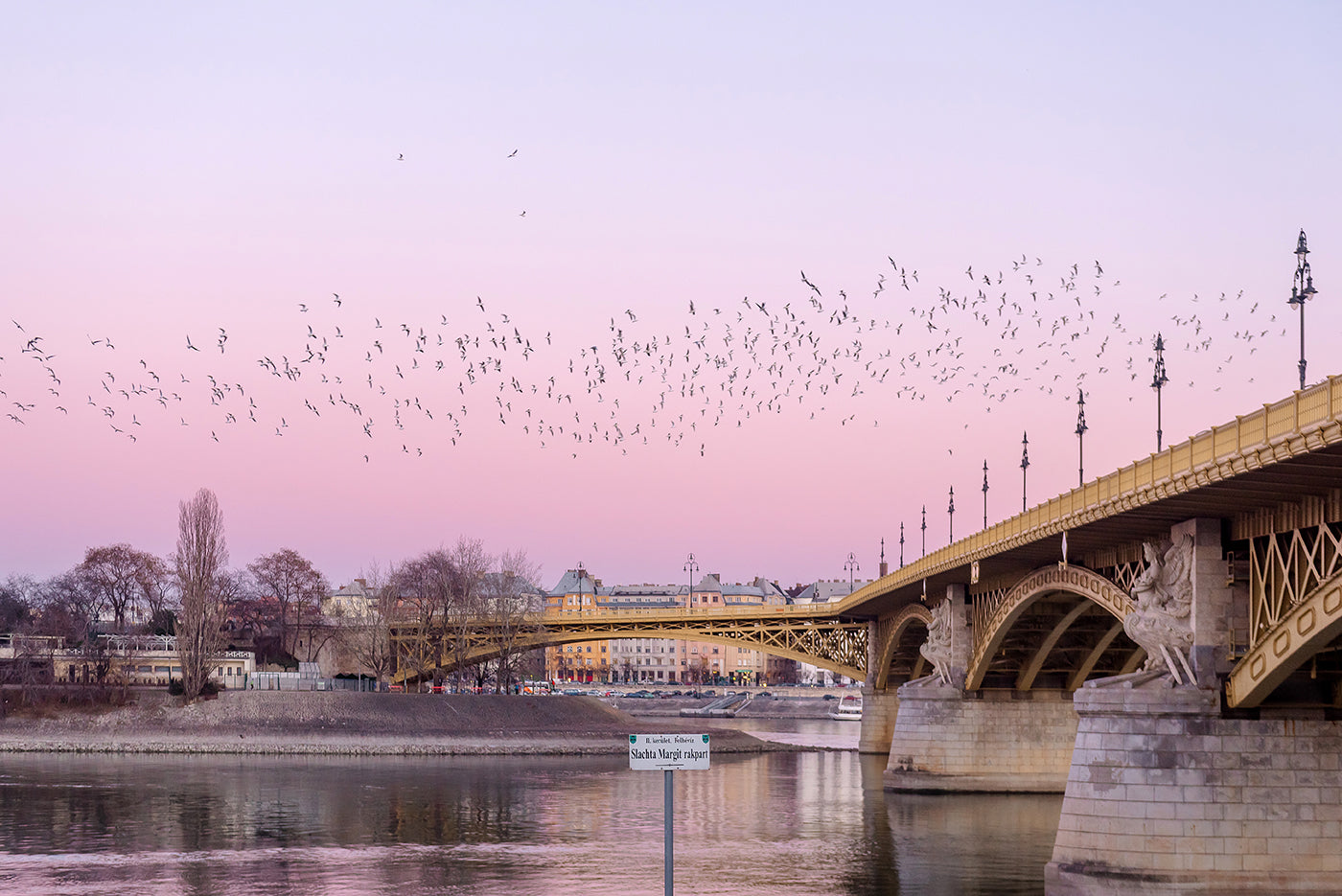 Birds over Margaret Bridge at sunrise #8772