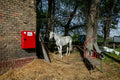 Életkép a Kincsem Parkban #8795