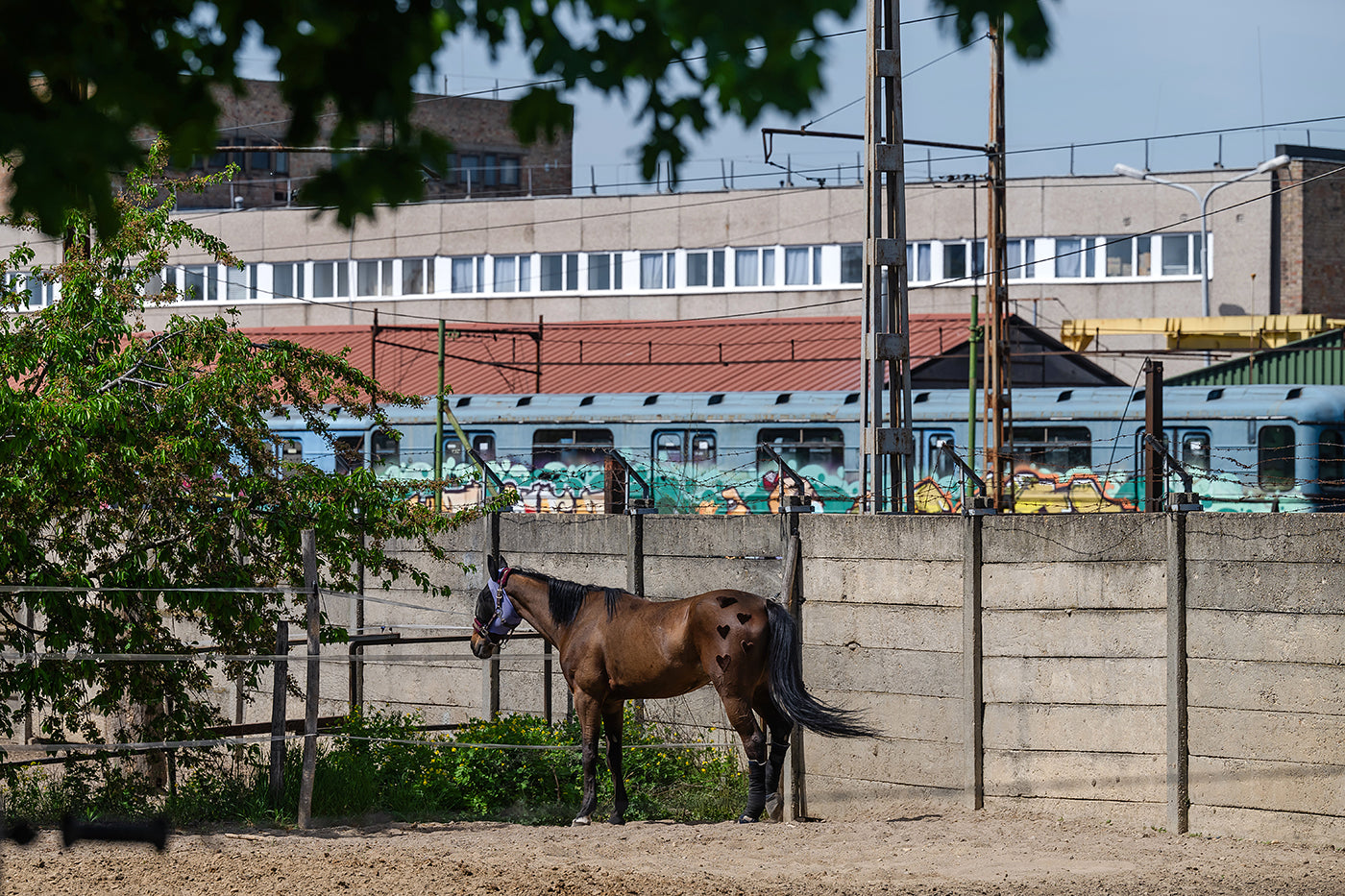 Életkép a Kincsem Parkban #8803