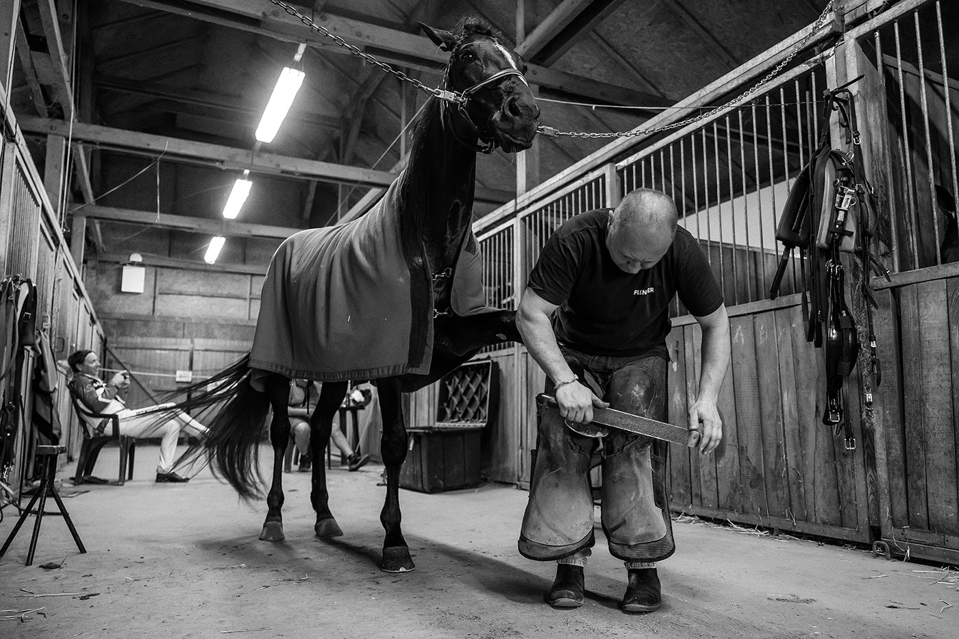 Horseshoeing in Kincsem Park #8838