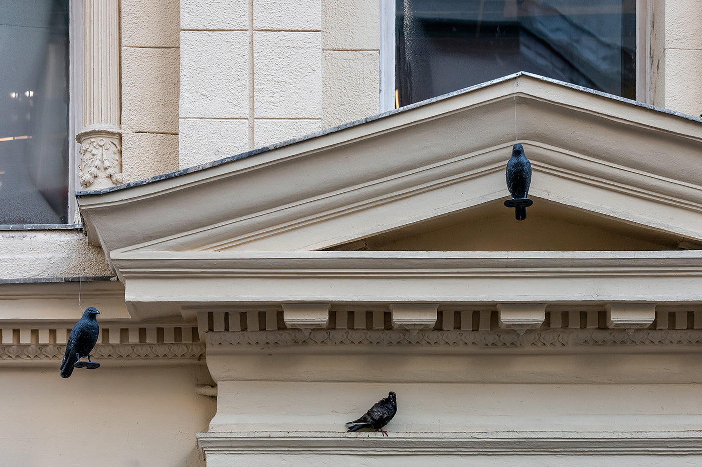 Pigeons on Vaci Street #9070