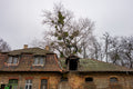 Mistletoe over the stables of Kincsem Park #9176