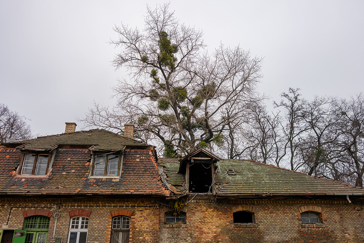 Mistletoe over the stables of Kincsem Park #9176