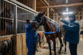 Stable in Kincsem Park #9177